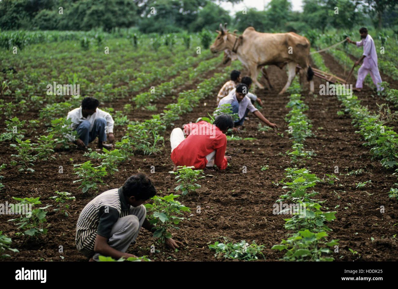 Indien, Madhya Pradesh, Kasrawad, Bio-Baumwolle Landwirtschaft, Landwirt Unkräuter Baumwollfeld mit Ochsen Stockfoto