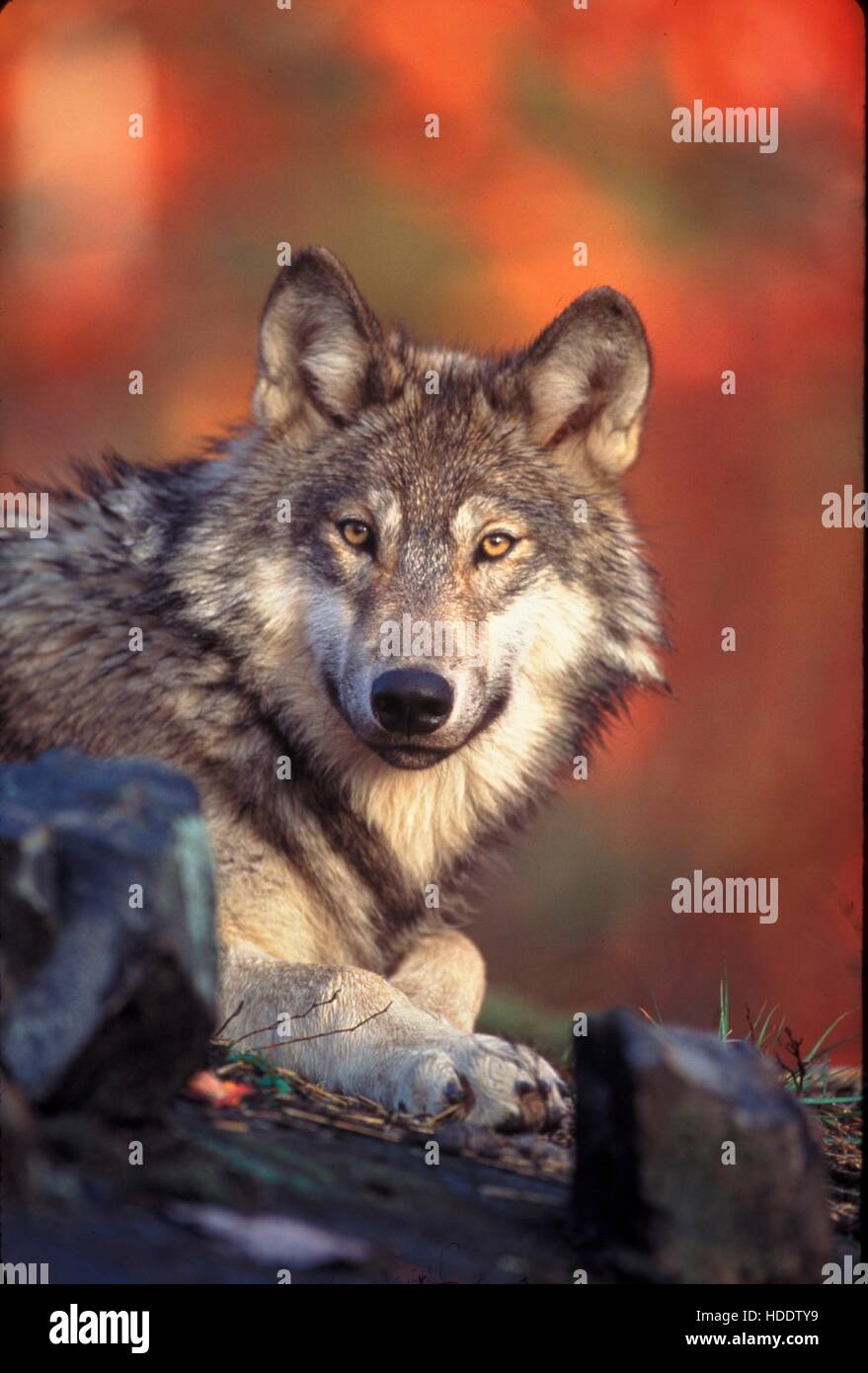Ein junger männlicher grauer Wolf namens Reise in den wilden 24. Januar 2006 im pazifischen Nordwesten gesehen. Reise hieß früher OR-7, da war er der siebte Wolf in Oregon mit einem GPS-Tracking-Gerät ausgerüstet sein. Reise hat über 3.000 Meilen zwischen Oregon und Kalifornien verfolgt. Stockfoto