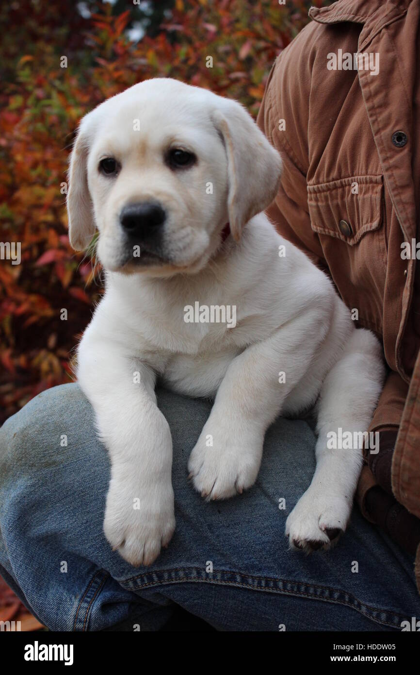 Gelber Labrador sitzen Stockfoto