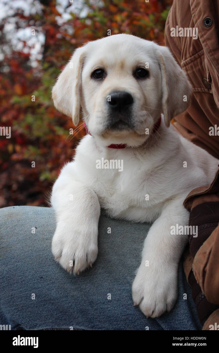 Gelber Labrador posiert Stockfoto