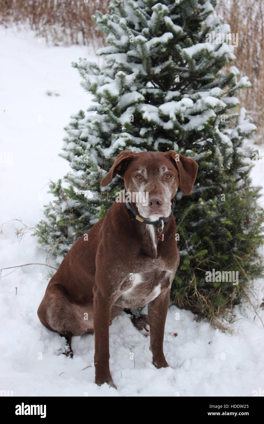 Senior Hund sitzen im Schnee Stockfoto