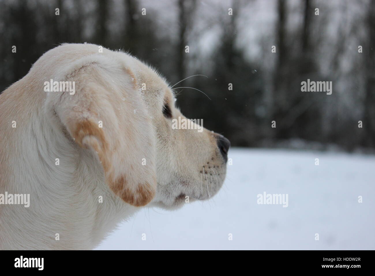 Gelber Labrador Welpen beobachten Schneefall im Winter Stockfoto