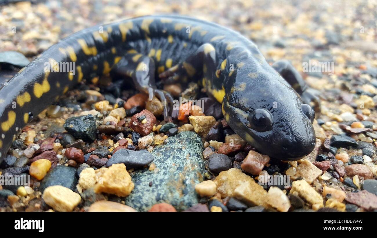 Eine schwarz-gelbe entdeckt östlichen Tiger Salamander Kreuze eine Kies-Straße an der St. Croix Feuchtgebiet Management District 6. Oktober 2016 in New Richmond, Wisconsin. Stockfoto