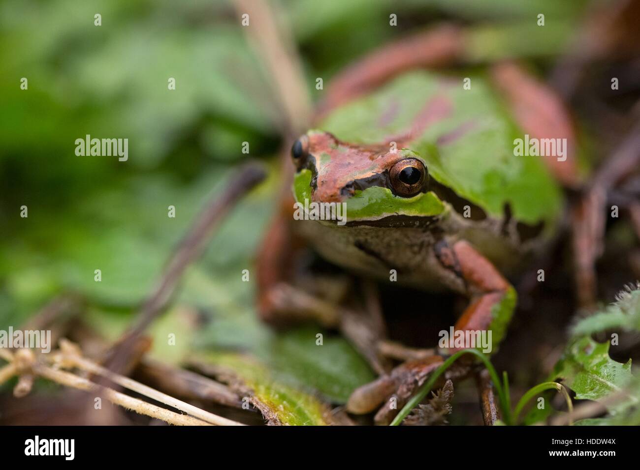 Ein Laubfrosch grüne Pacific Chor mit braunen Markierungen sitzt unter Blätter an die Oregon Coast National Wildlife Zuflucht komplexe Nestucca Bay National Wildlife Refuge 3. April 2016 in Tillamook, Oregon. Stockfoto