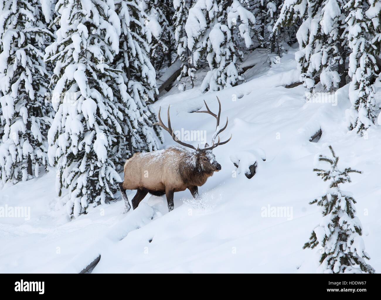 Ein Stier Elch Spaziergänge durch den verschneiten Wald in der Nähe von Obsidian Creek in den Yellowstone-Nationalpark 17. November 2016 in Wyoming. Stockfoto