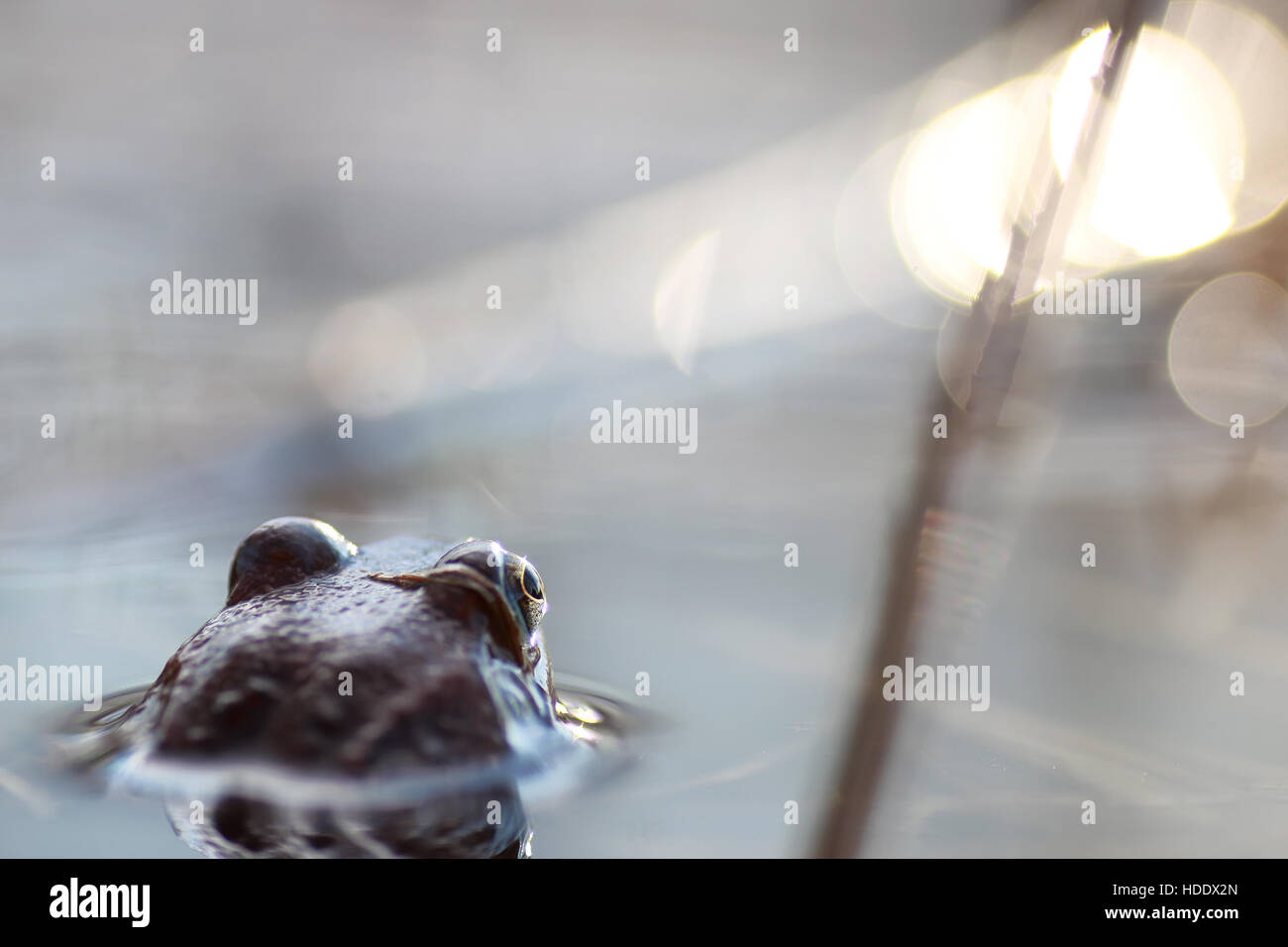 verschiedene Objekte des Frühlings in das Beste aus dieser wunderbaren Zeit Stockfoto