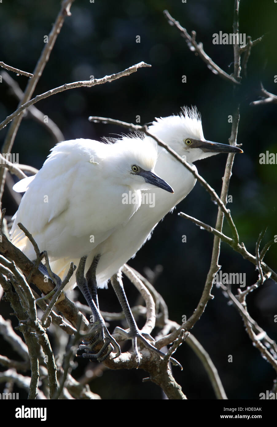 Kuhreiher (Bubulcus Ibis), 2 Jungvögel in einem Baum, Andalusien, Spanien. Stockfoto