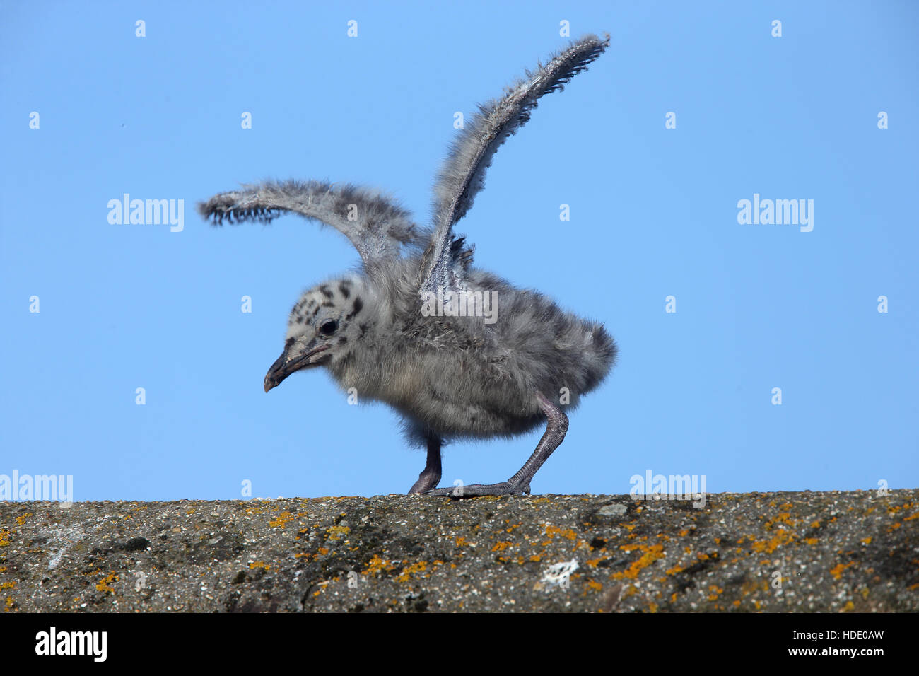 Silbermöwe (Larus Argentatus), ein Küken erstreckt sich seine Flügel, Penzance, Cornwall, England, UK. Stockfoto