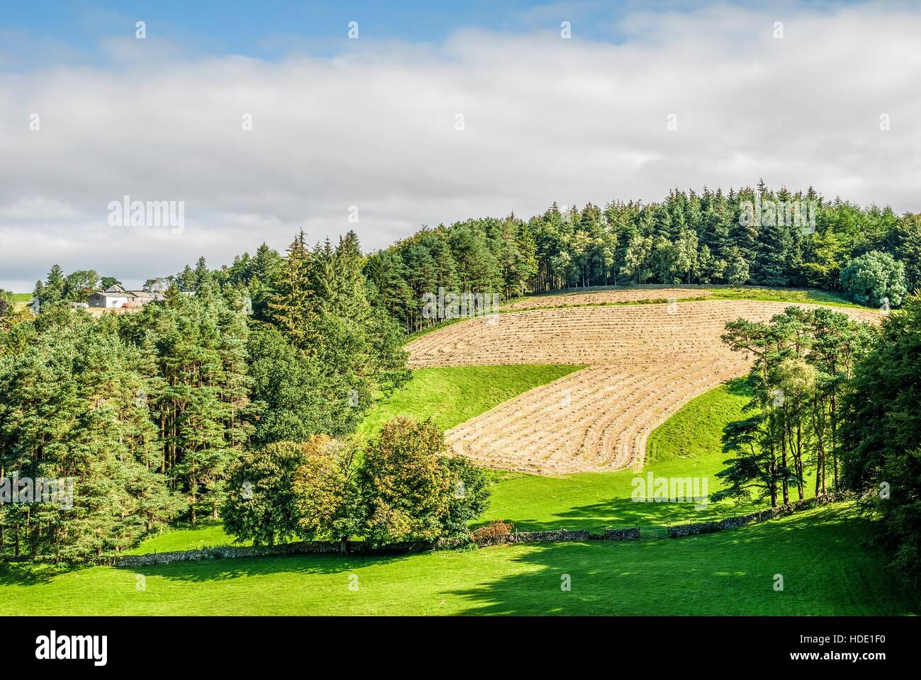 Ländliches Motiv in den Yorkshire Dales Stockfoto