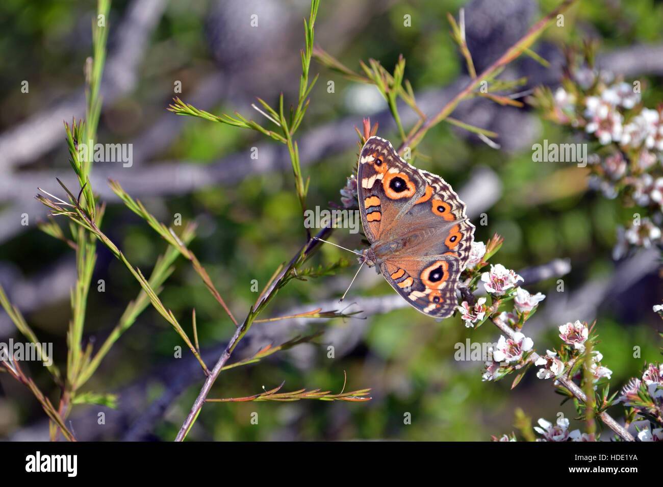 Australische Wiese Argus Schmetterling, Iunonia Villida, Fütterung auf eine Pflanze Teebaum, Leptospermum Arachnoides, Royal National Park Stockfoto