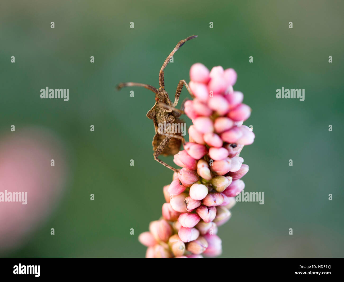 Juvenile Bug auf buchweizen Blume Stockfoto