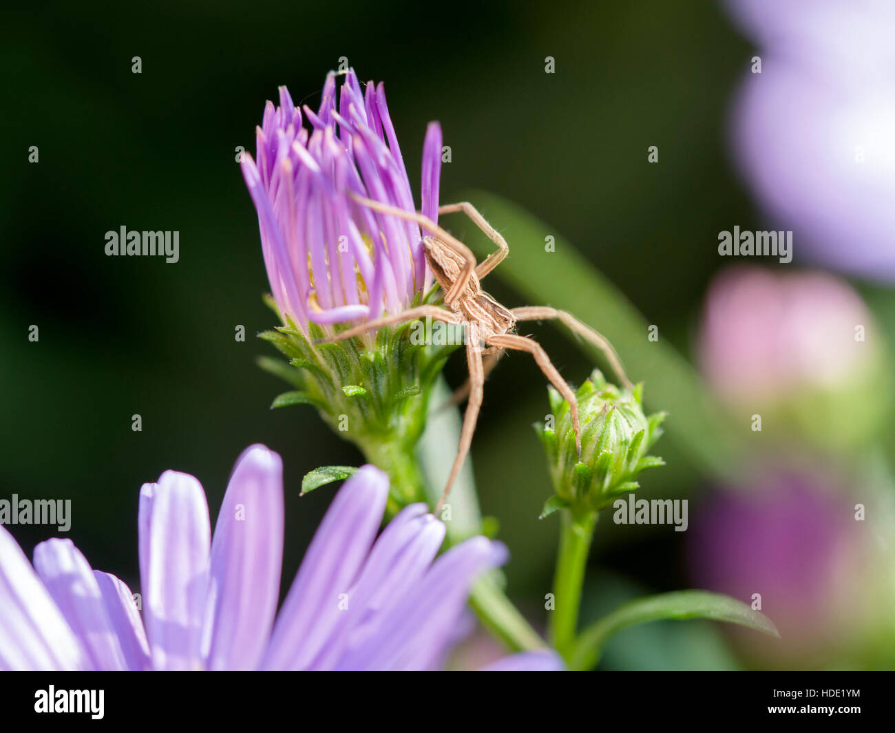 Baumschule Web Spider Pisaura Mirabilis auf aster Stockfoto