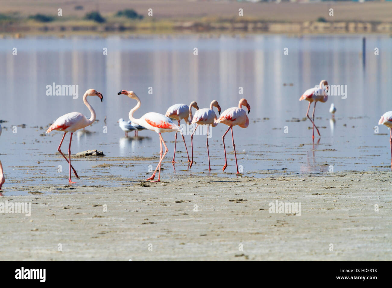 Eine Schar von Flamingos Fütterung in Larnaca Salt Lake während der jährlichen Migration. Stockfoto