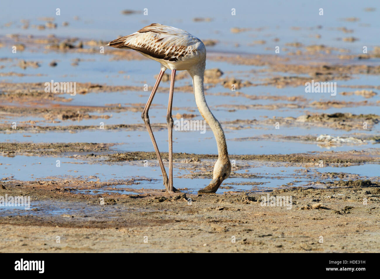 Flamingo Küken füttern am Salzsee von Larnaca während der jährlichen Migration auf Zypern. Stockfoto