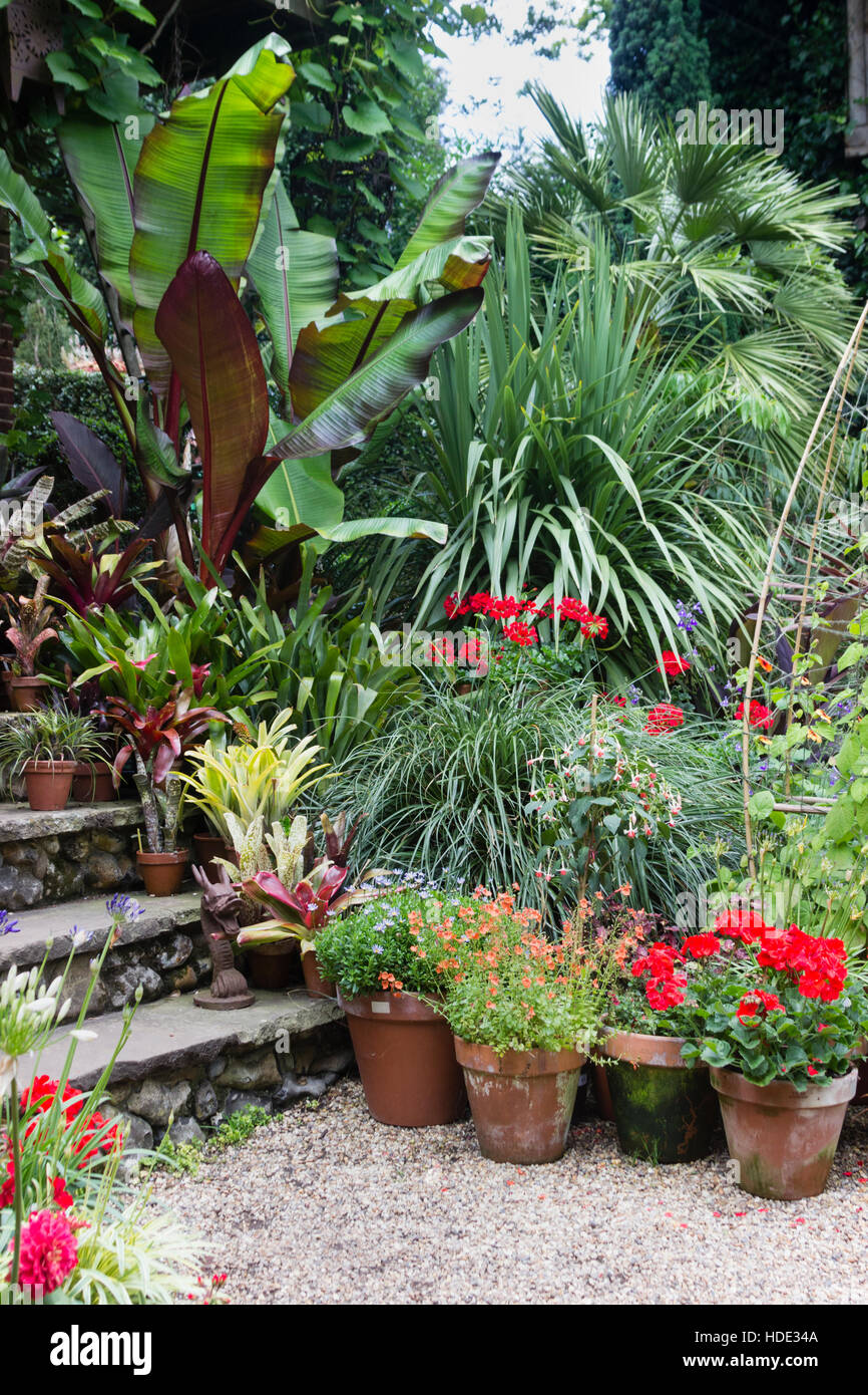 Rote rotblättrige Banane, Ensete Ventricosum 'Maurelii' dominiert eine Sammlung von Bromelien und anderen Exoten im Garten Schritte Stockfoto