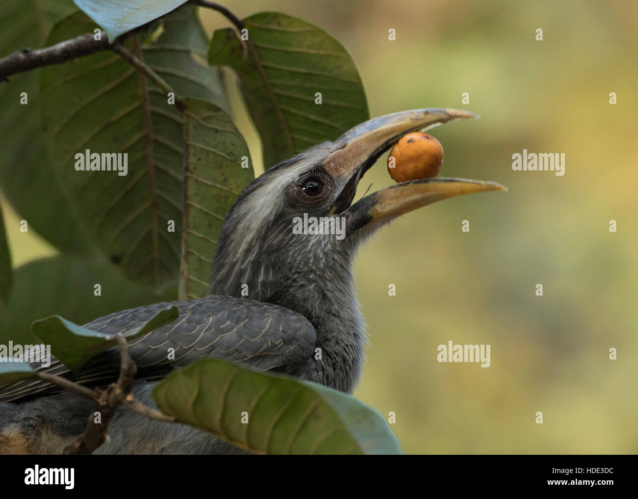 Das Bild des Malabar grau Hornbill (Ocyceros früh) aufgenommen in Dandeli Wildschutzgebiet, Karnataka, Indien Stockfoto