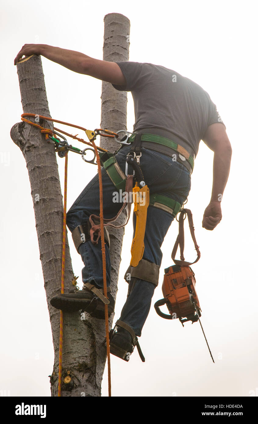 Tree-Trimmer mit Kettensäge Sägen Pappel Baum im Freien. USA Stockfoto