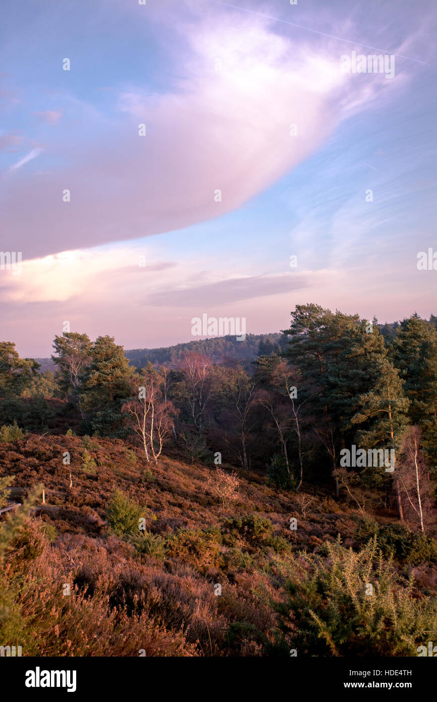 Golden Hour Landschaftsansicht von Stony Jump in Surrey, UK, auf Frensham Common Stockfoto