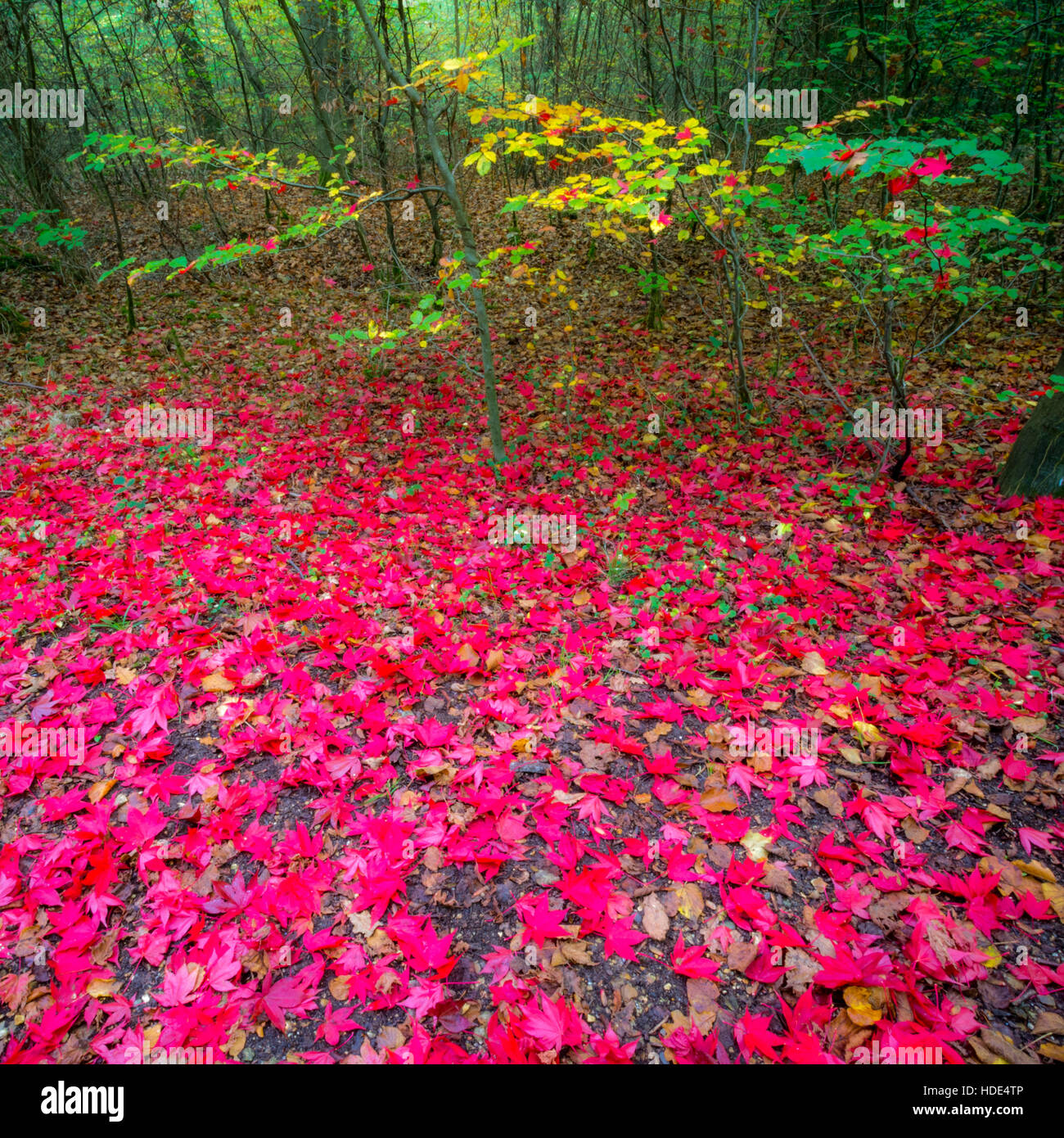 Alice holt Waldboden im hellen Rot acer Blätter im Herbst fallen (Herbst) Stockfoto