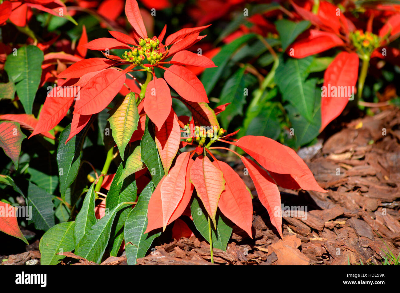 Weihnachtsstern Pflanze lateinischen Namen Euphorbia pulcherrima  Stockfotografie - Alamy