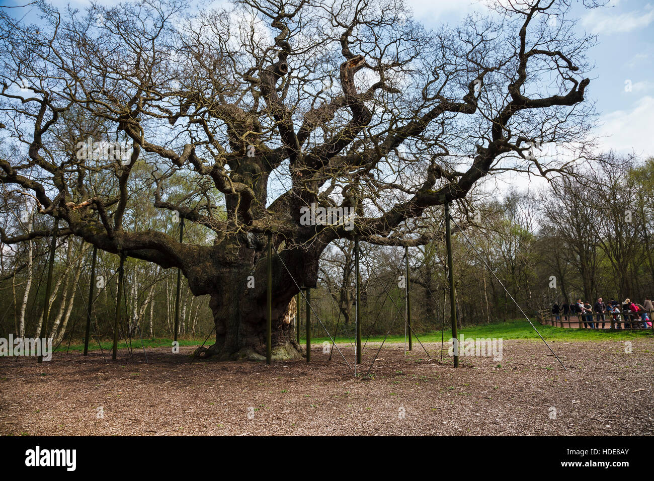 Die große Eiche, Sherwood Forest, in der Nähe von Edwinstowe, Nottinghamshire, England, UK Stockfoto