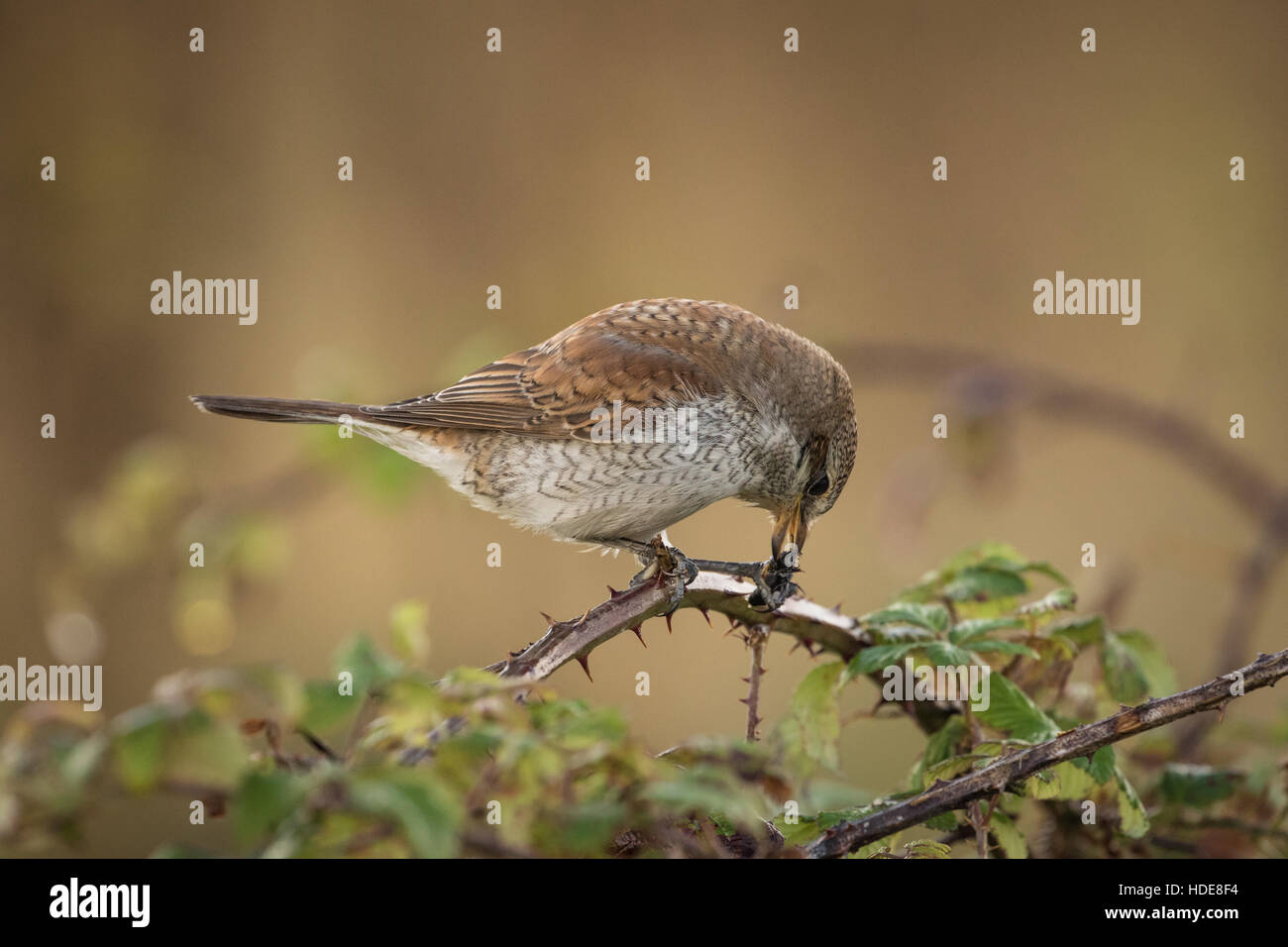 Juvenile Neuntöter (Lanius Collurio Stockfotografie Alamy