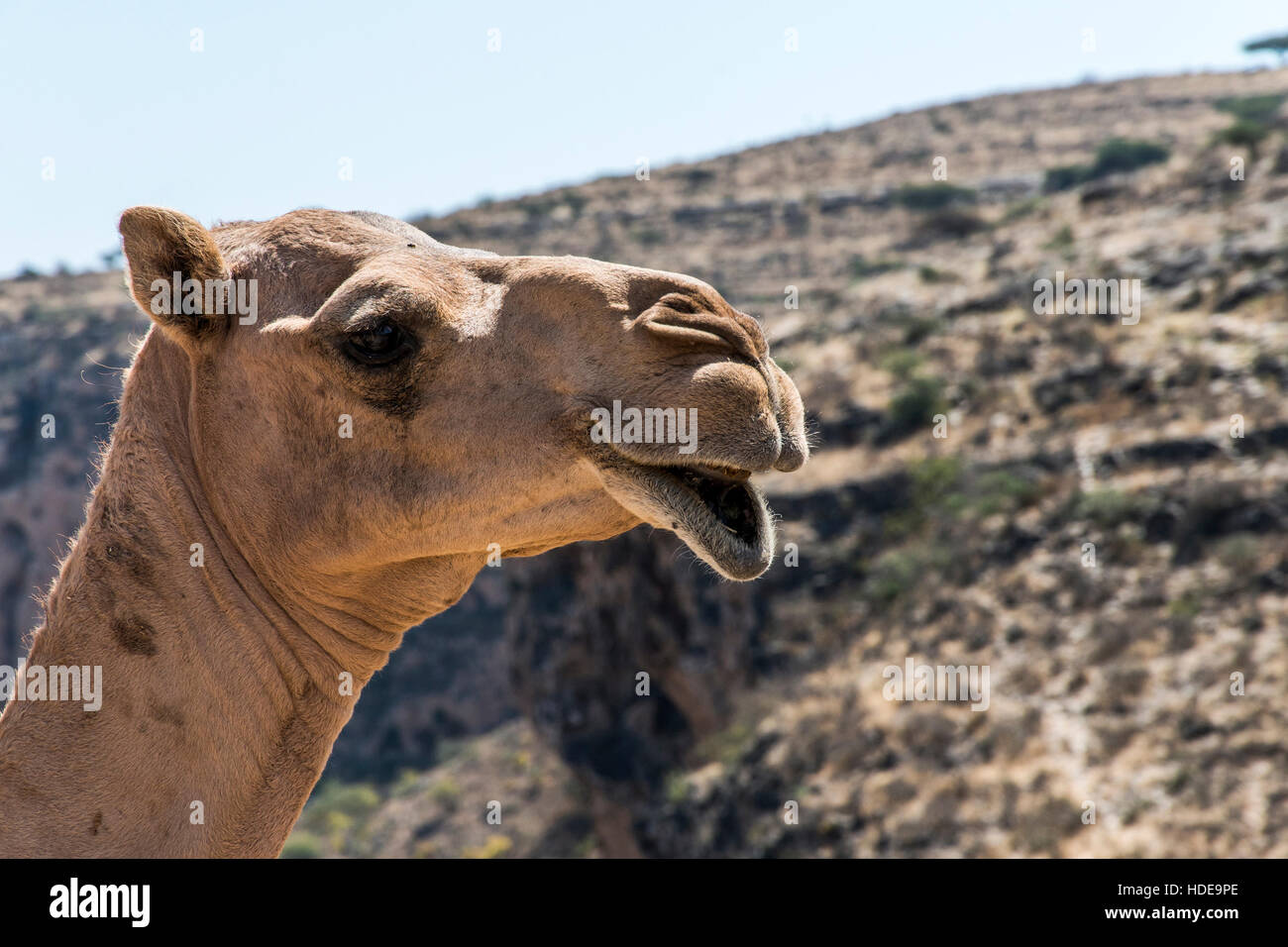 Tierwelt Kamel sucht lustig in Kamera in Oman Salalah Landschaft Arabisch 4 Stockfoto