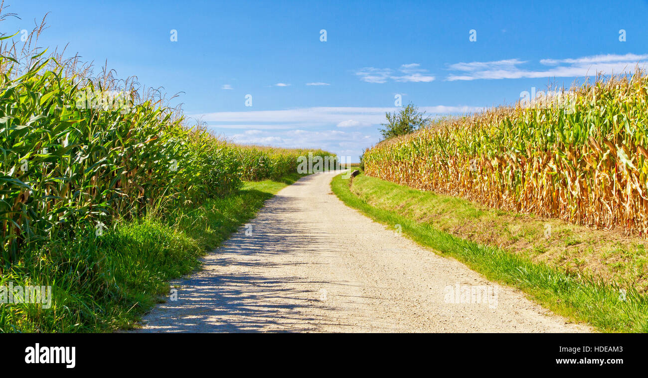 Weg zu den Maisfeldern Stockfoto