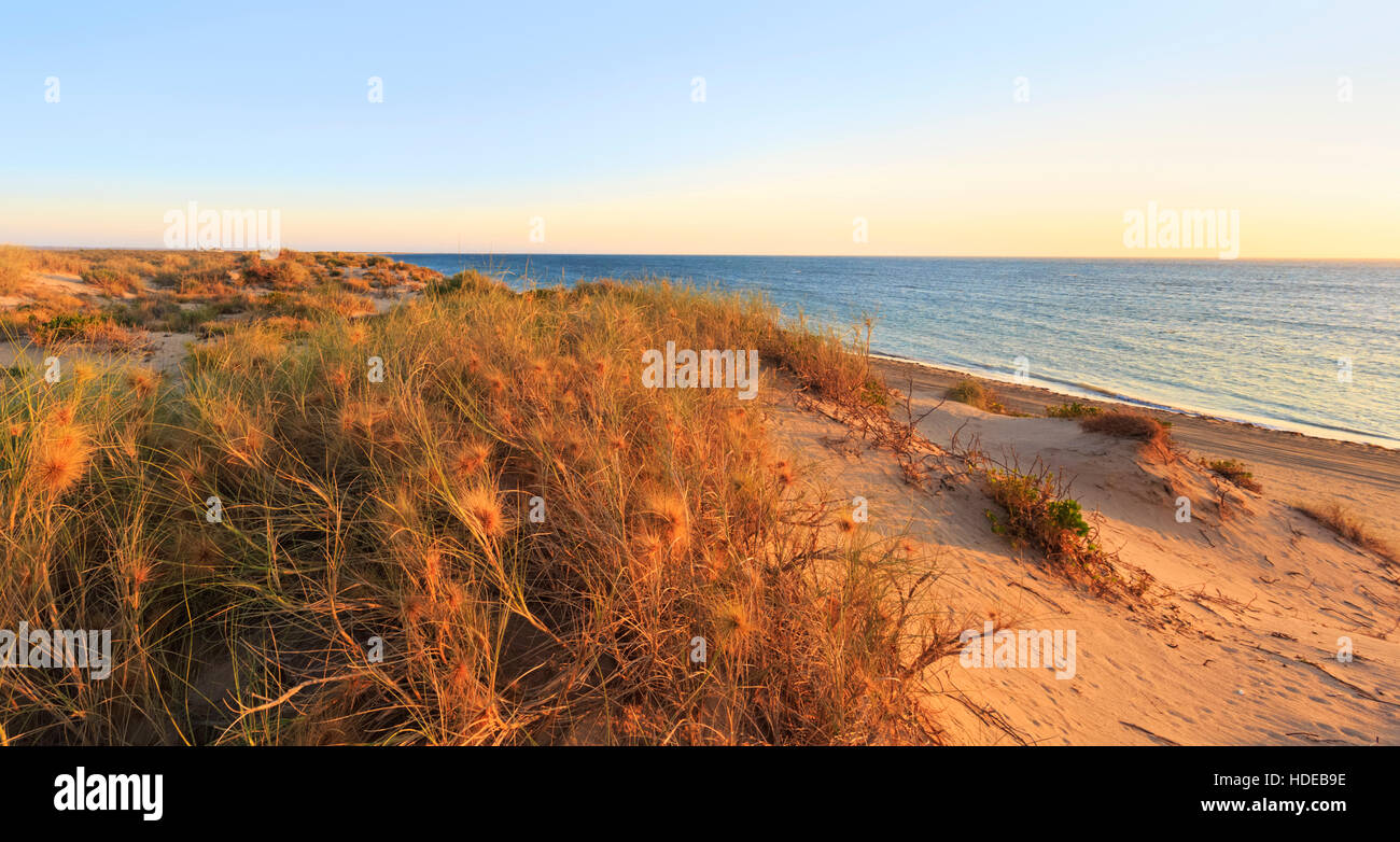 Spinifex longifolius, allgemein bekannt als Strand Spinifex, wachsen auf dem Sand Hills an der Stadt Strand Stockfoto