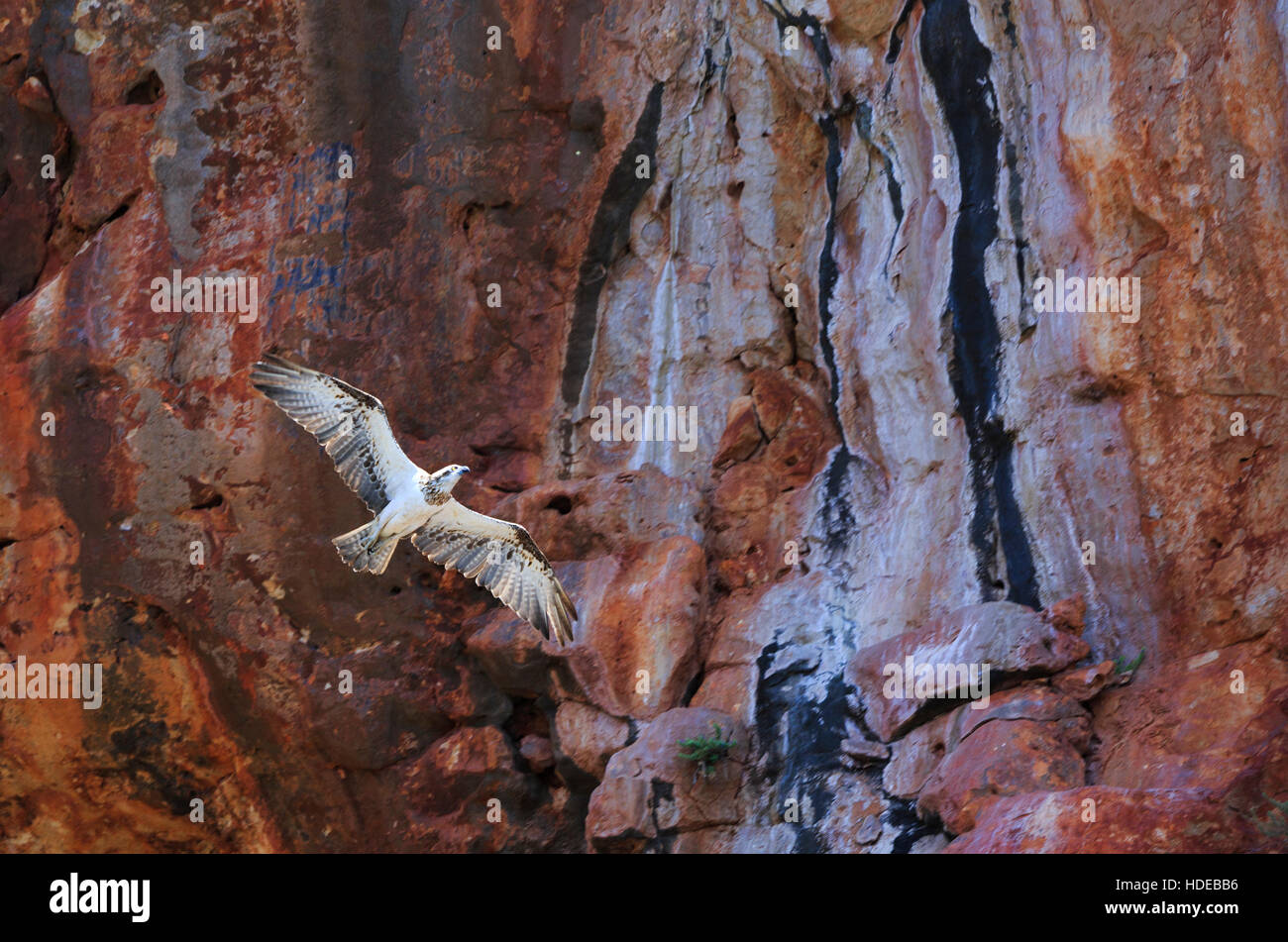 Eine östliche Fischadler - Pandion Cristatus - im Flug an Yardie Creek, Cape Range National Park, Western Australia Stockfoto