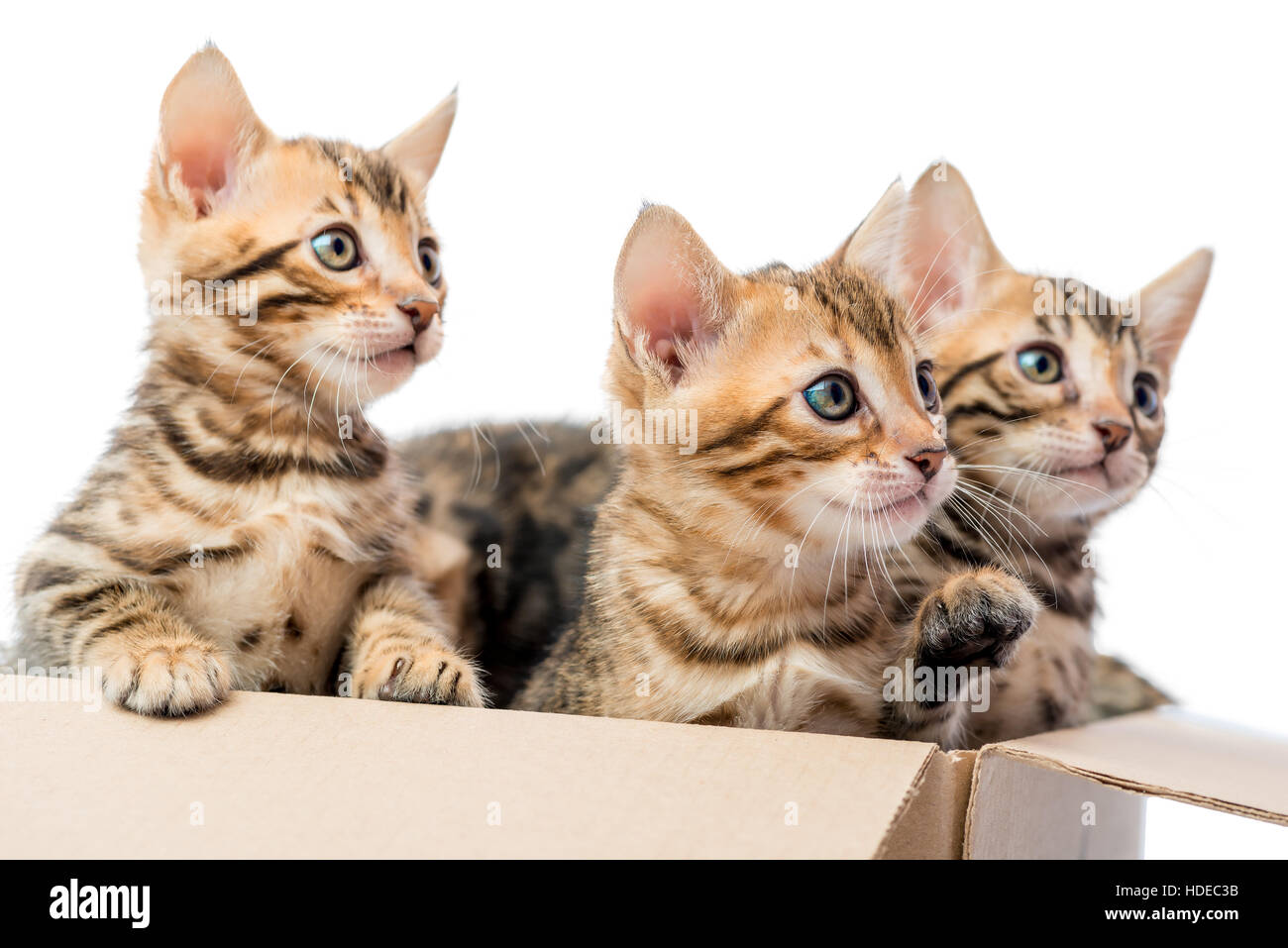 drei Kätzchen mit Flecken im Fell schauen aus der box Stockfoto