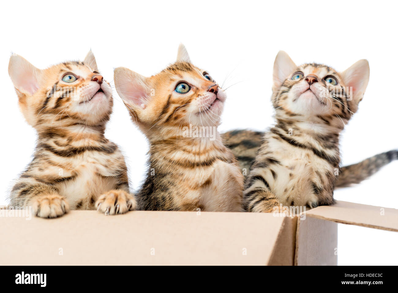 Kätzchen sitzen in einem Karton und nachschlagen Stockfoto