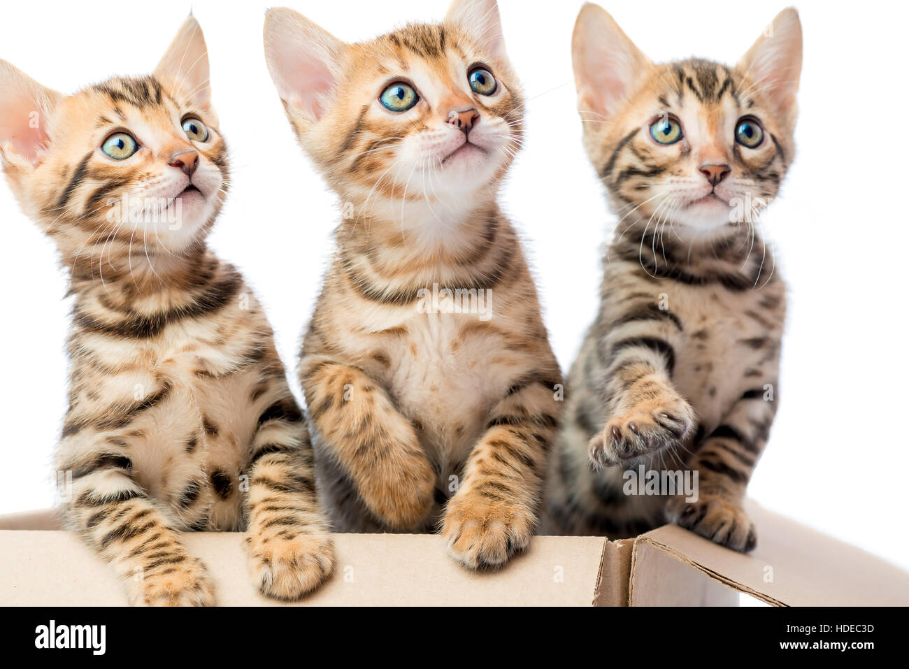 Porträt von entzückenden Kätzchen in einem Karton-Nahaufnahme Stockfoto