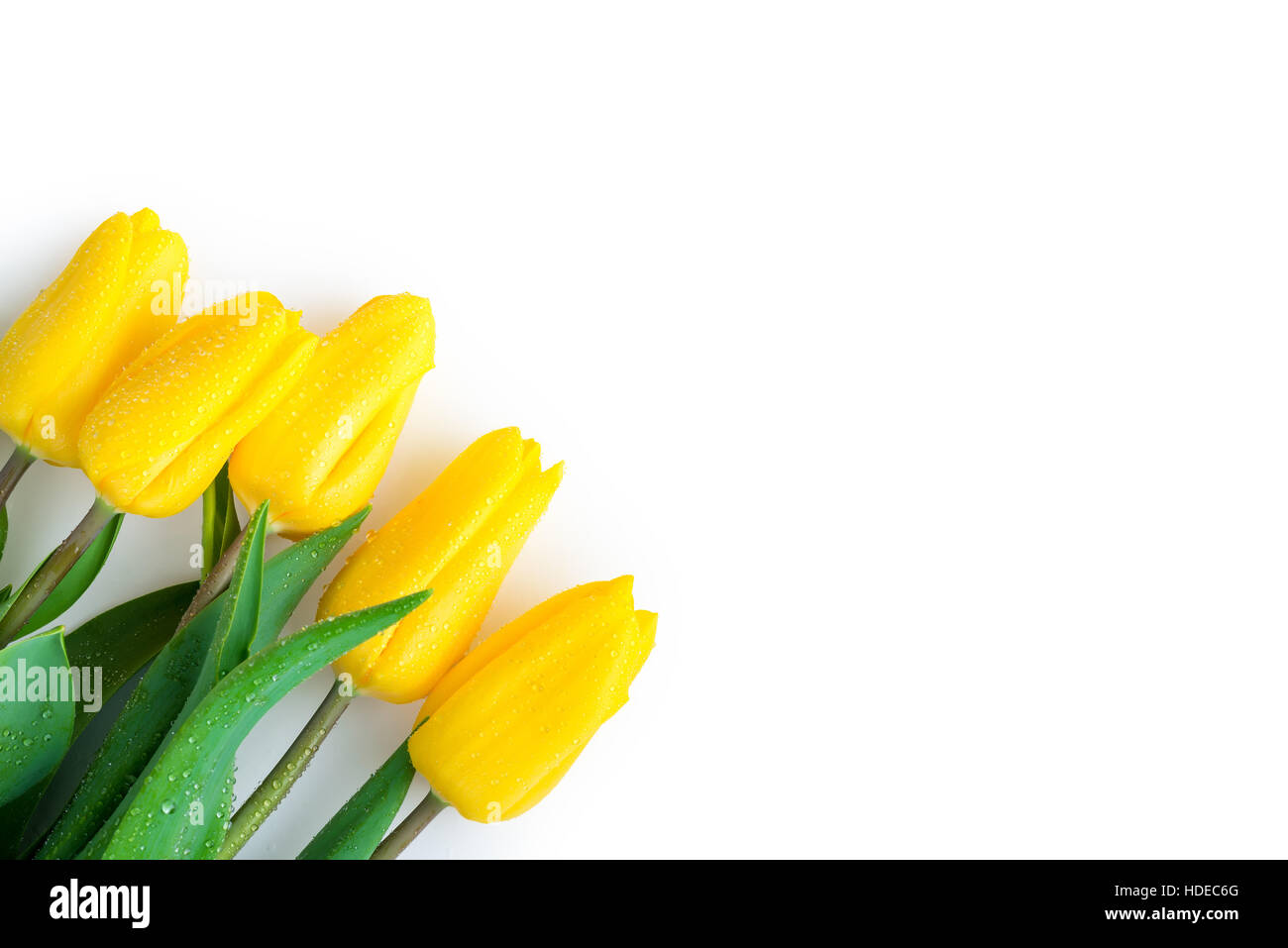 Tulpen in der linken Ecke einen weißen Hintergrund - eine lakonische festliche Postkarte Stockfoto