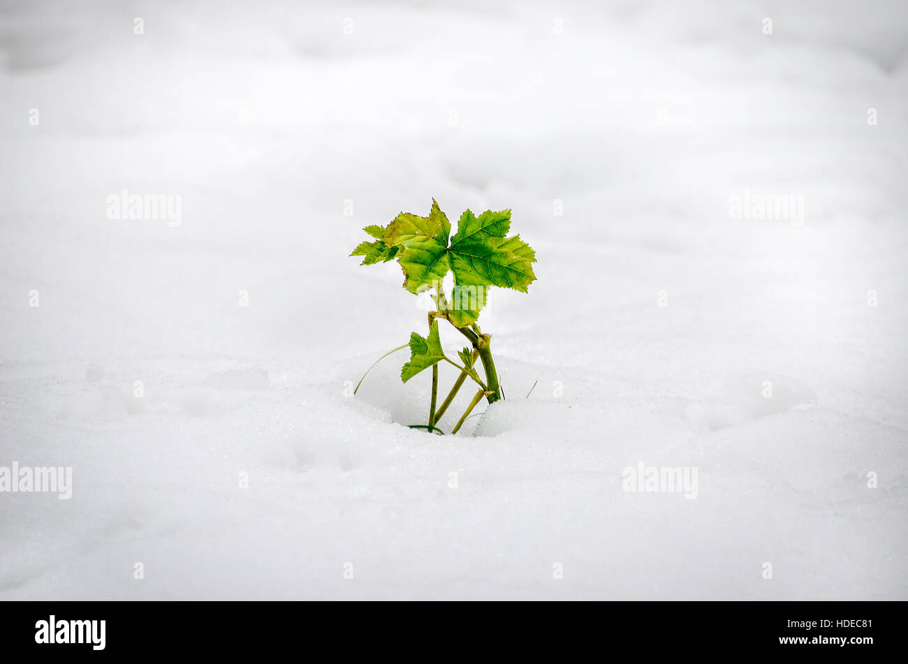 Pflanze wachsen Schnee vignette Stockfoto