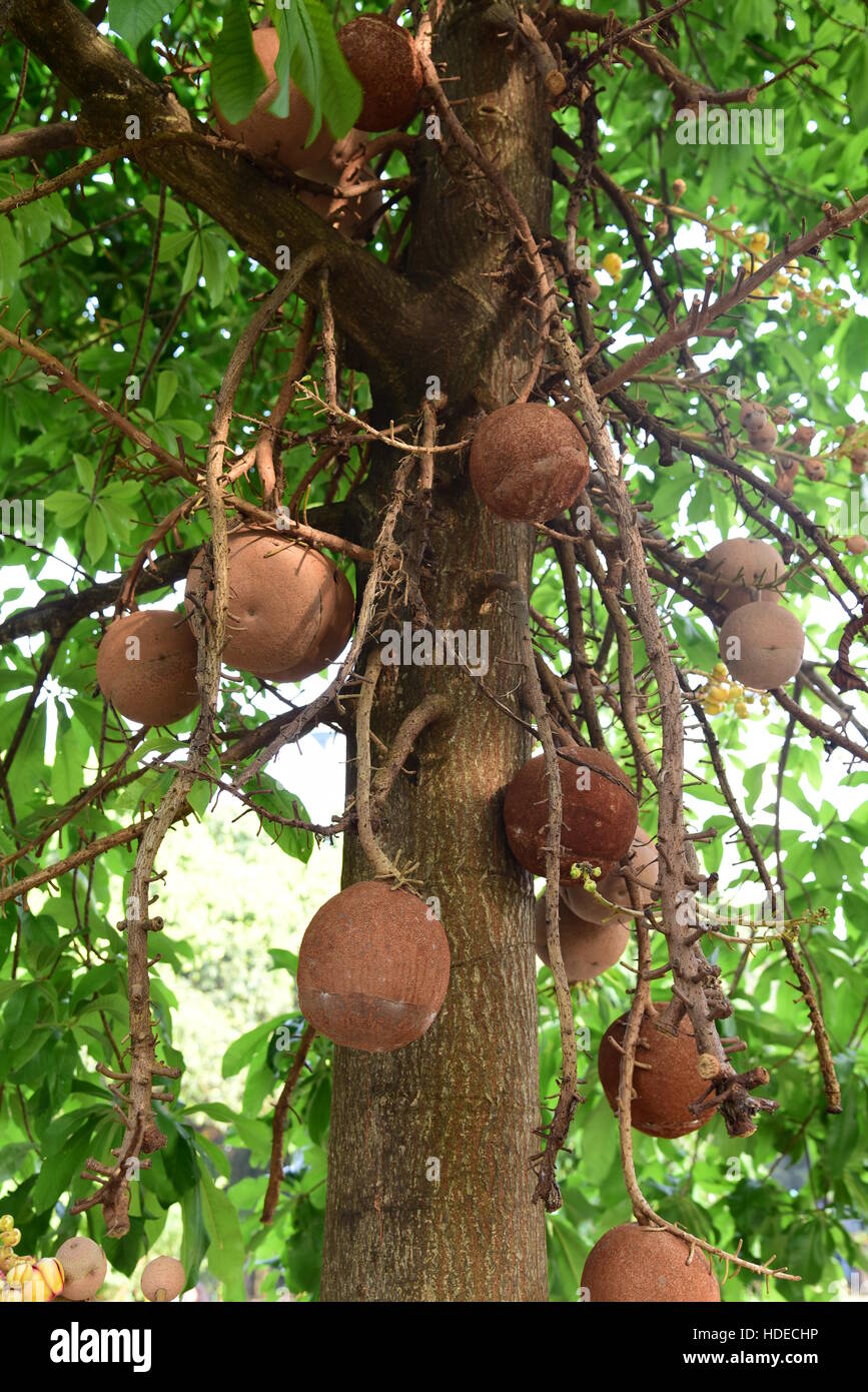 Eisen Holz ist ein seltener Baum und sein Anbau ist sehr vorsichtig Stockfoto