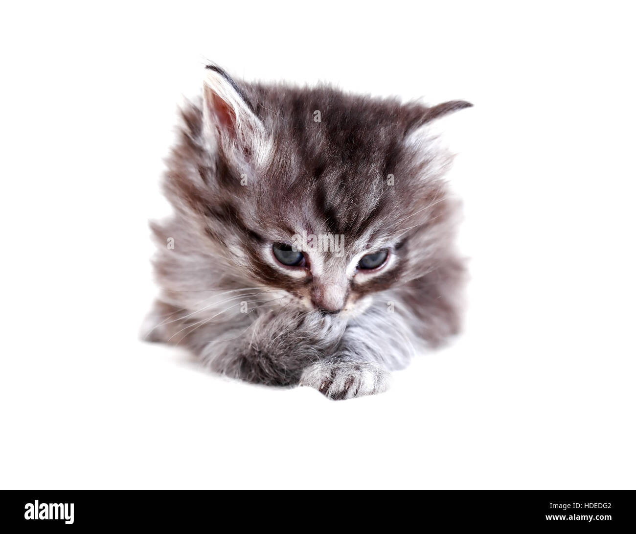 Schöne kleine graue Kitty auf weißem Hintergrund Stockfoto