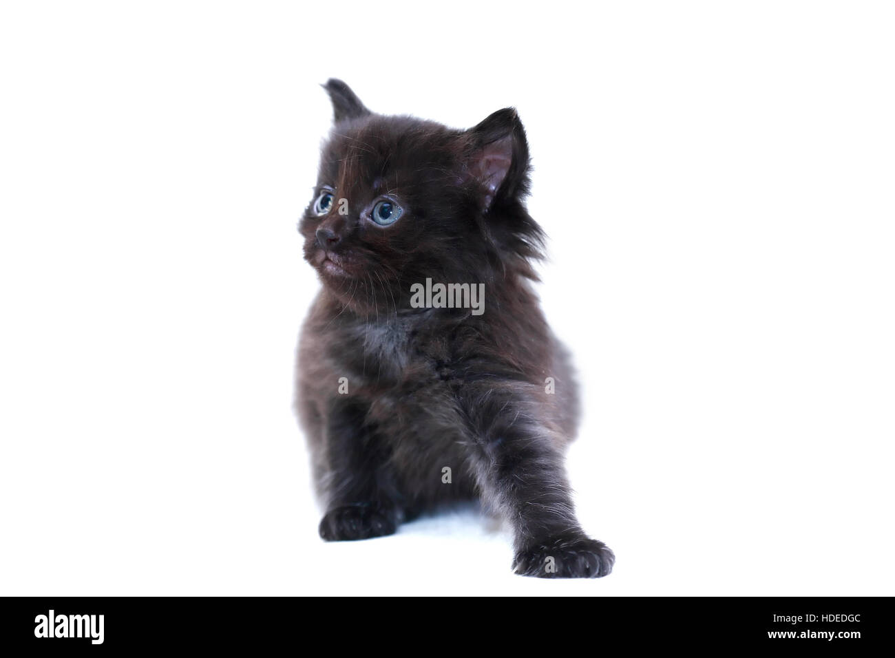 Nette kleine schwarze Kitty auf weißem Hintergrund Stockfoto