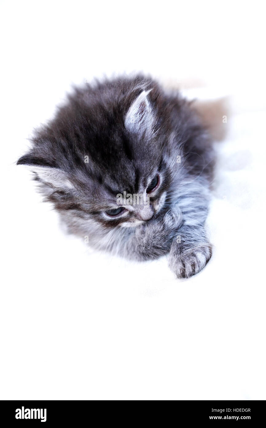 Schöne kleine graue Kitty auf weißen Textilien Hintergrund Stockfoto