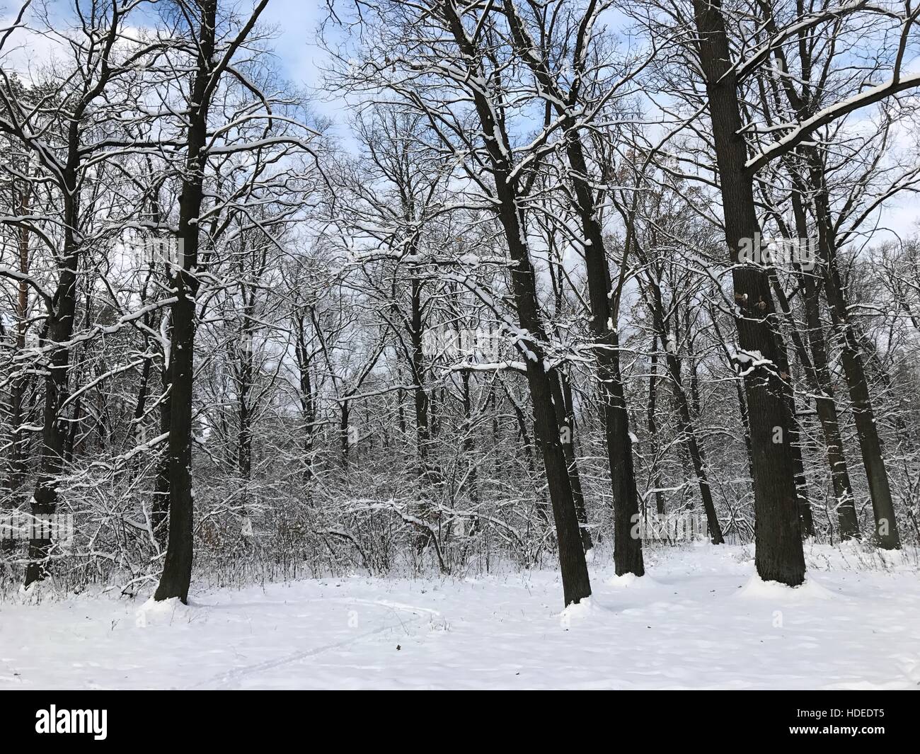 Winterwald, Bäume im Schnee, Stockfoto