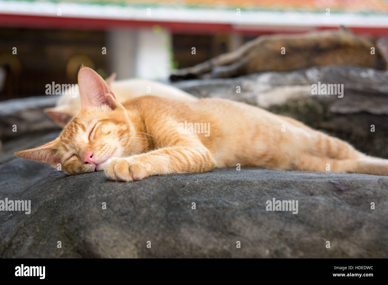 Niedliche Katzen schlafen entspannt auf dem Tempel-Hof Stockfoto