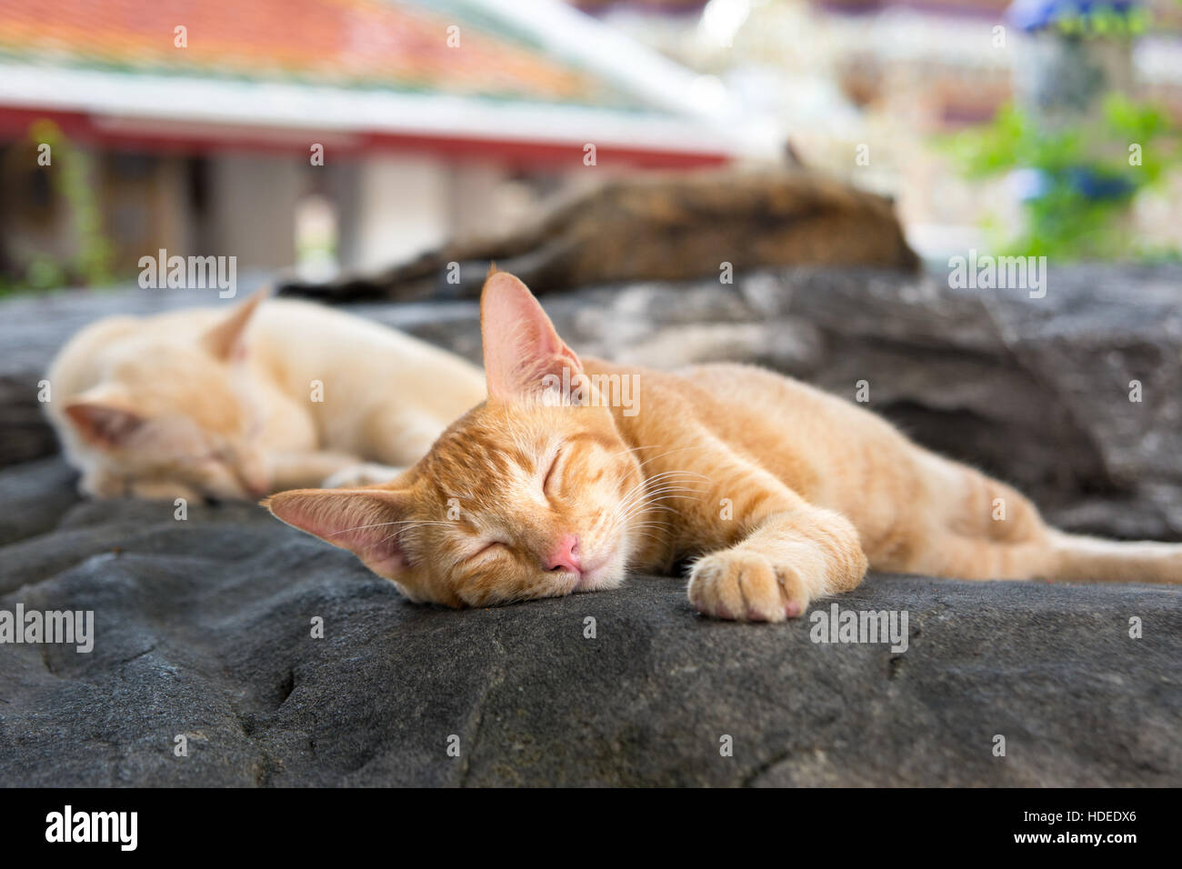 Niedliche Katzen schlafen entspannt auf dem Tempel-Hof Stockfoto