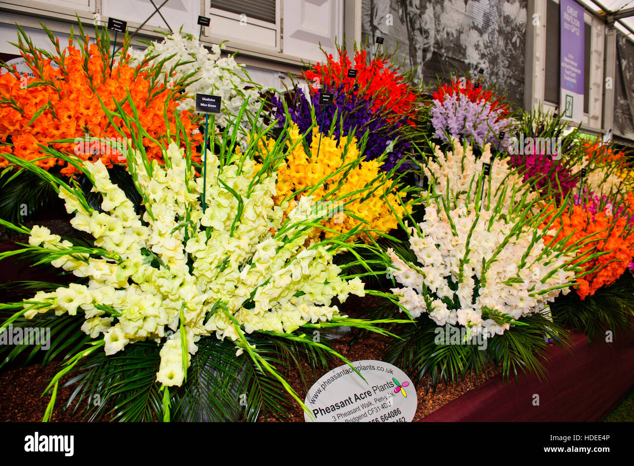 Chelsea Flower Show 2016, Fasan Hektar großen Pflanzen, Blume, Skulptur, Gartengestaltung, Ausstellung, fünf-Tages-Veranstaltung, London SW3, Großbritannien Stockfoto