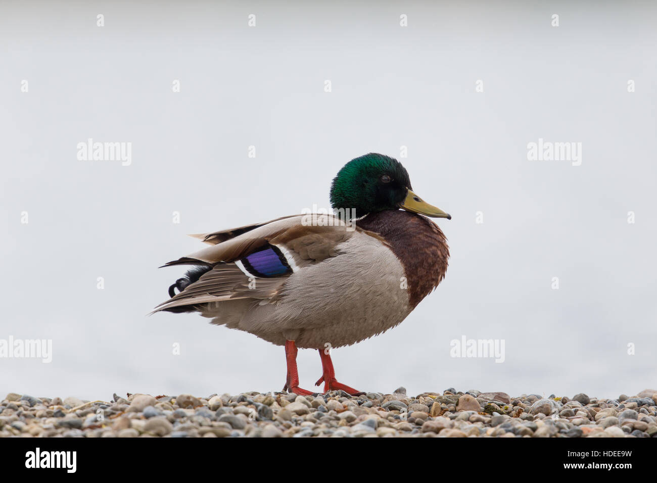 Natürlichen isoliert stehende männliche Stockenten (Anas Platyrhynchos) am Strand Stockfoto