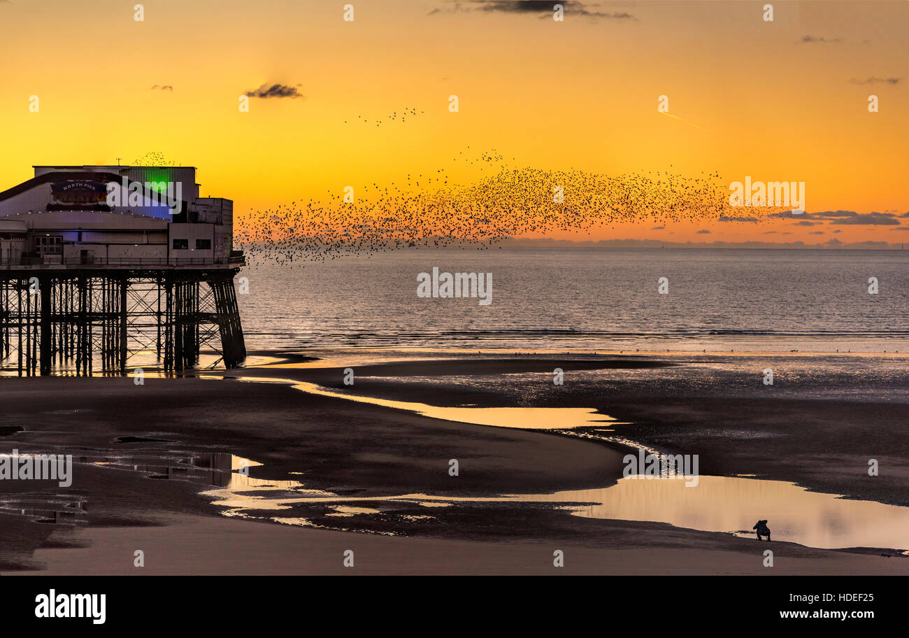 Blackpool sunset Beach Pier Stare schwärmen. Lancashire North West England. Stockfoto