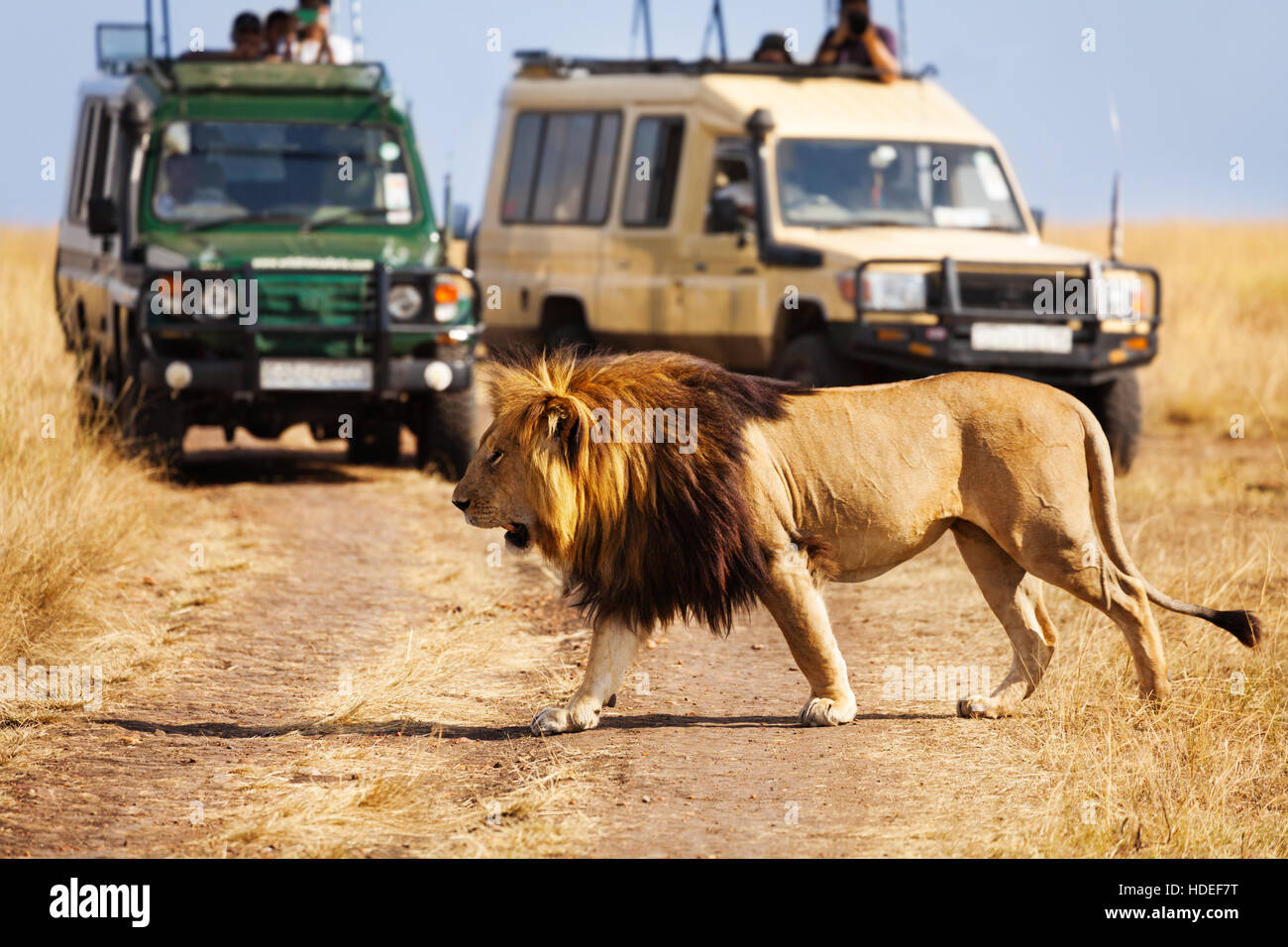 Großer Löwe beim Überqueren der Straße in der afrikanischen Savanne Stockfoto