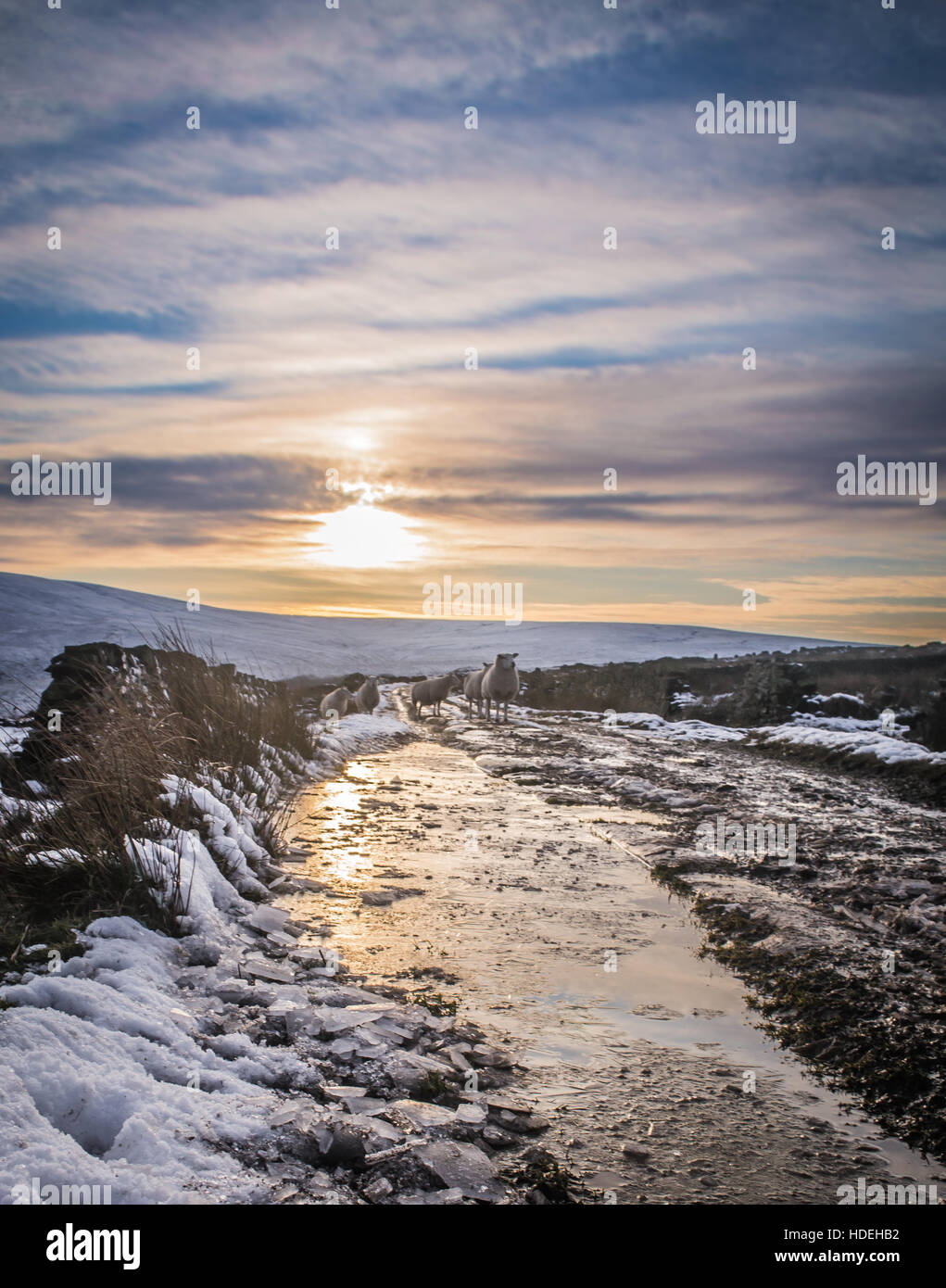 Schafe zu Fuß entlang verfolgen bei Sonnenuntergang auf Saddleworth Moor im Winter. Stockfoto