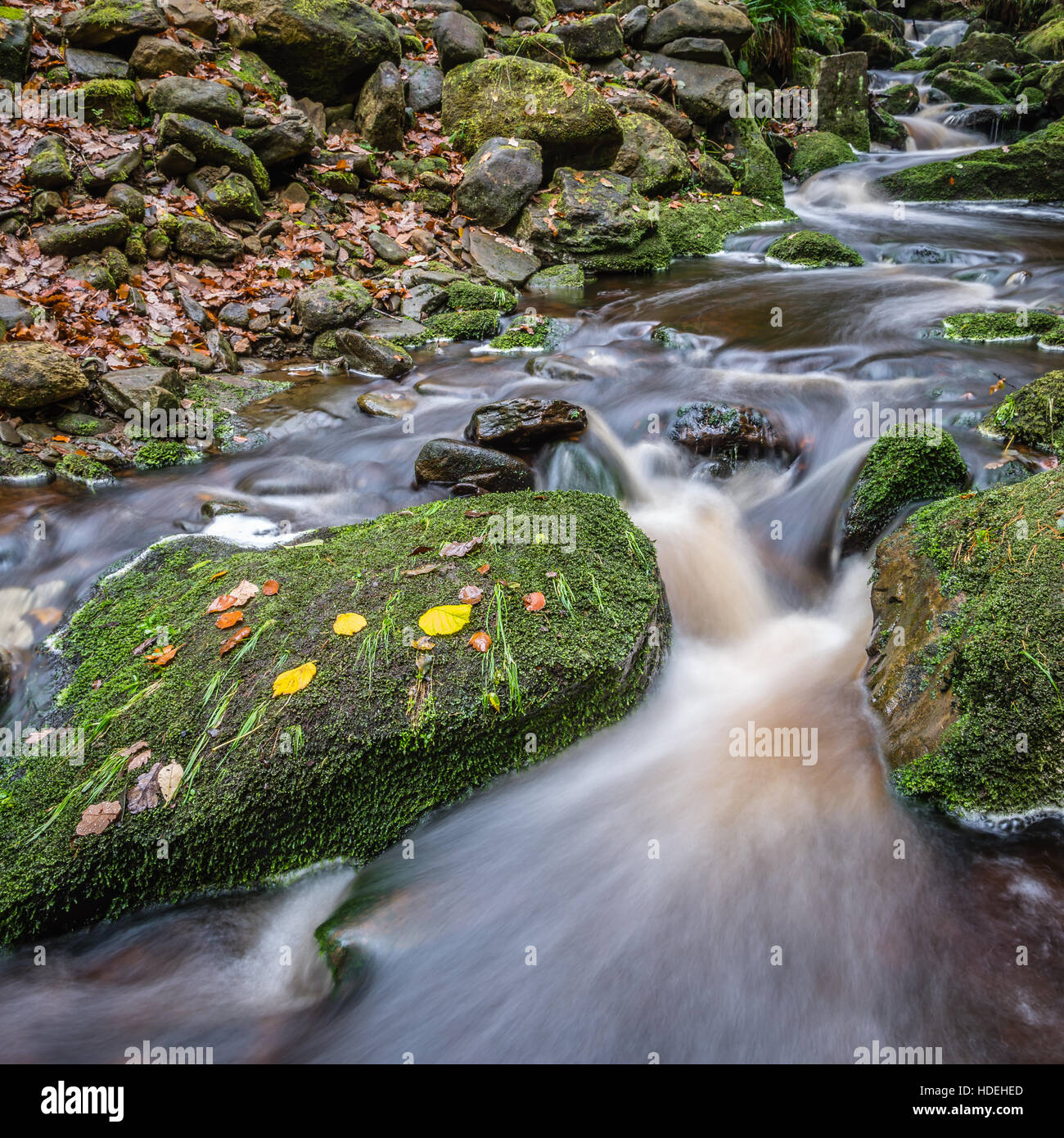 Blätter auf einem Felsen in einem Stream auf Marsden Moor Stockfoto