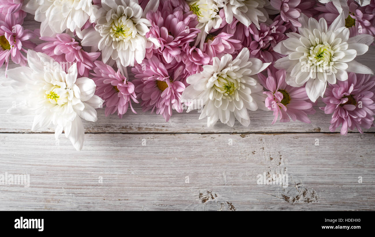 Weiße und rosa Blüten auf weißem Holz Hintergrund oben anzeigen Stockfoto