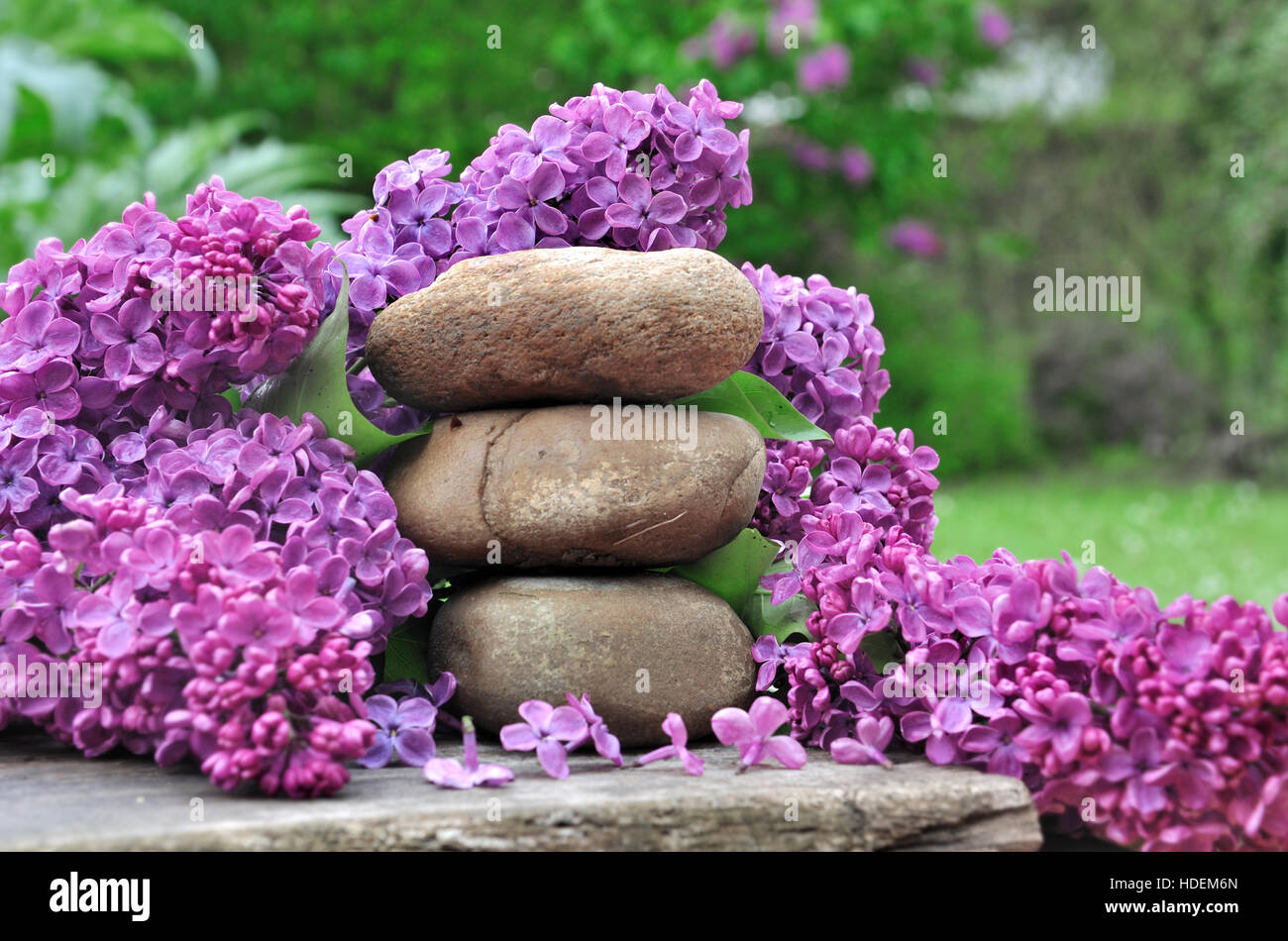 Kieselsteine unter lila Blumen im Garten Stockfoto